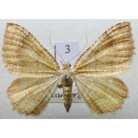 Camptogramma bilineata (Linnaeus, 1758) Czech3